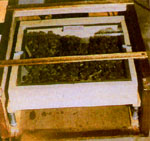 Master Sifter